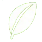 Gras